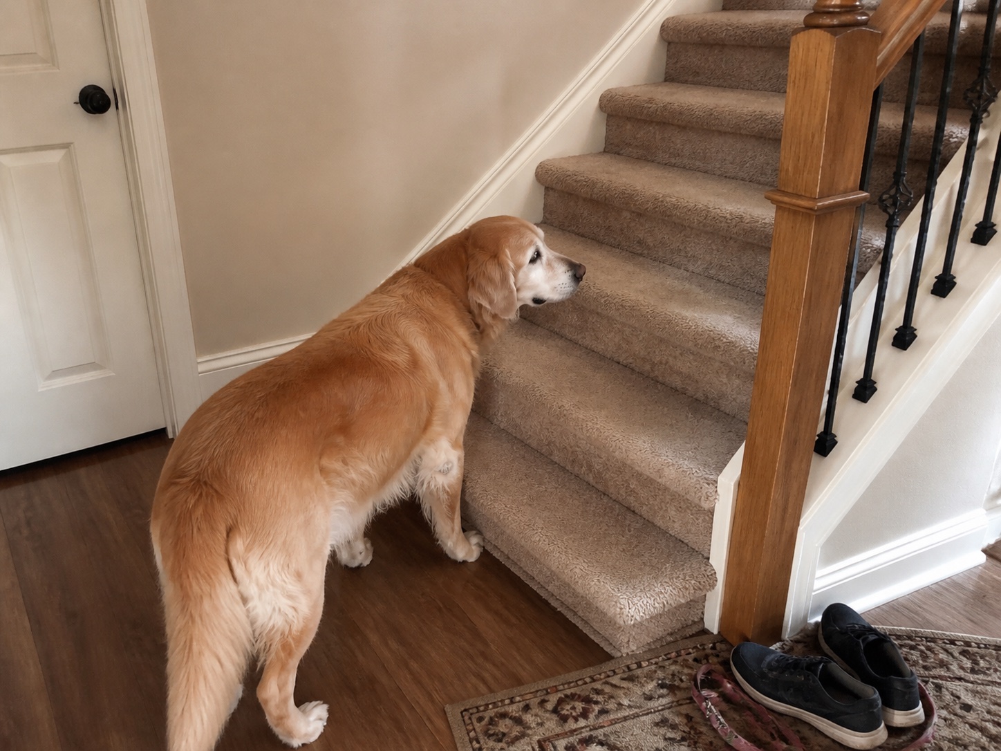 Senior dog pausing at the bottom of a staircase in warm morning light